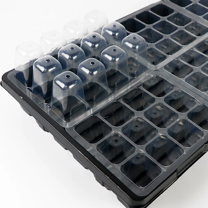 Black seeds Tray