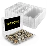 Plastic PET Quail Egg Tray for Wholesale - 24 Egg Capacity