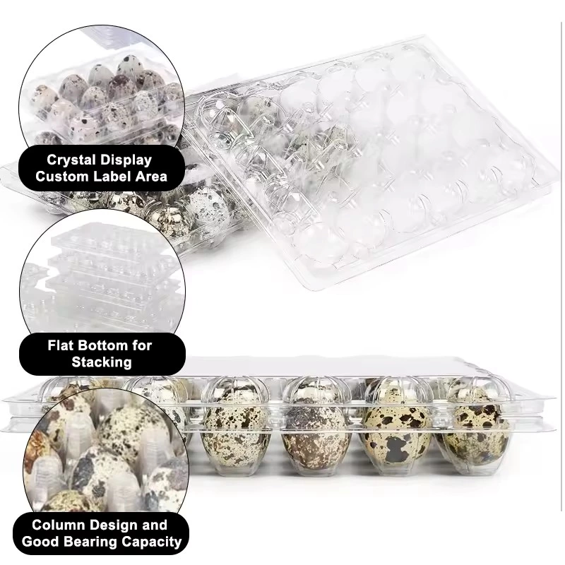 Plastic PET Quail Egg Tray for Wholesale - 24 Egg Capacity