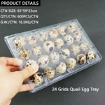 Plastic PET Quail Egg Tray for Wholesale - 24 Egg Capacity